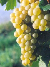 Raisin blanc Italia Bio Italie- 500g