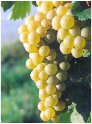 Raisin blanc Italia Bio Italie- 500g