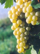 Raisin Blanc "sans pépins" d'Italie -1 kg