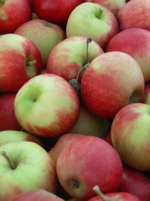 Pomme Deljonca bio origine Alsace France-1kg (croquante,acidul&eacute;e)