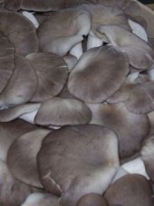 Pleurote Bio d'Italie - 400g vrac