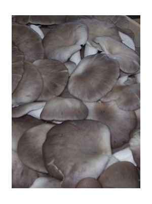 Pleurote Bio d'Italie - 400g vrac Pleurote Bio d'Italie - 400g vrac