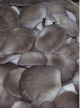 Pleurote Bio d'Italie - 400g vrac