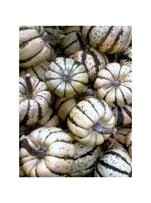 Courge Bio Patidou de France- le kg