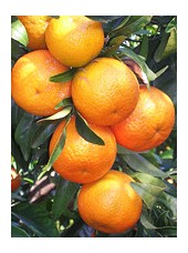 Mandarine Azahar Bio Espagne-500g