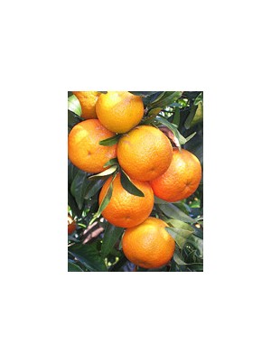 Mandarine Azahar Bio Espagne-500g