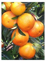Mandarine feuilles BIO Italie-500g