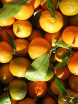 Mandarine Nadorcott Bio Maroc-500g