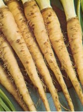 Salsifis Bio de Hollande - 500g