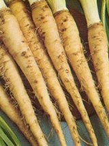 Salsifis Bio de Hollande - 500g