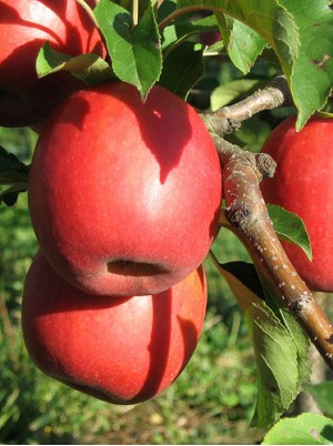 Pomme Gala Bio France-1 kg (nouvelle)