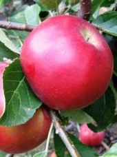 Pomme Allura Bio Alsace France-1kg (croquante, juteuse)