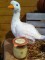 Confit de cuisses de Canard - 640g