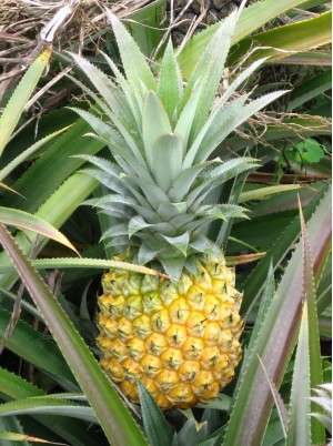 Ananas victoria de la R&eacute;union- la pi&egrave;ce (avion)