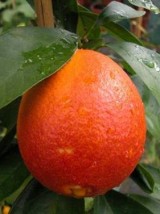 Orange dégustation Azahar Bio Espagne- le kg 