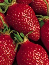 Fraise Cléry BIO Provence France -250g