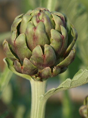 Artichaut Bio France -le kg (gros -green queen) Artichaut Bio France -le kg (gros -green queen)