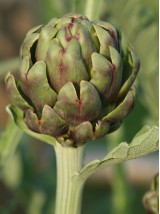 Artichaut Bio France -le kg (gros -green queen)