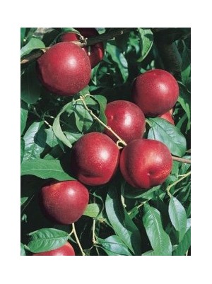 Nectarines jaunes Bio France-500g Nectarines jaunes Bio France-500g