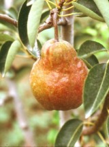 Poire william rouge Bio de France - 1kg