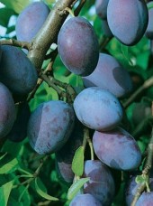 Quetsche Buhler Bio Alsace France-1kg