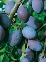 Quetsche Buhler Bio Alsace France-1kg