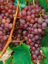 Raisin red globe Bio d'Italie- 1kg
