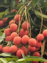 Litchis branchés Bio de la Réunion France- 250g (avion)