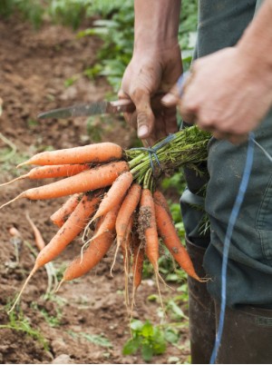 Carotte nouvelle des Landes Bio France -500g