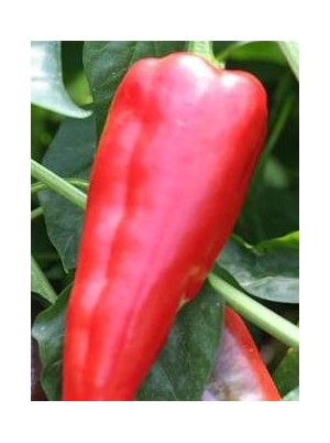 Poivron rouge palermo Bio Espagne- 500g (doux , plus digeste)
