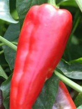 Poivron rouge palermo Bio Espagne- 500g (doux , plus digeste)