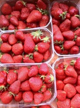 Fraise Bio de France -500g