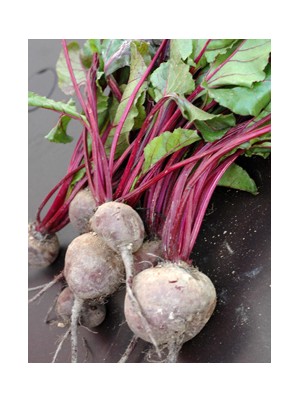 Botte de Betteraves rouges Bio de France- la botte