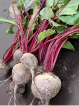 Botte de Betteraves rouges Bio de France- la botte