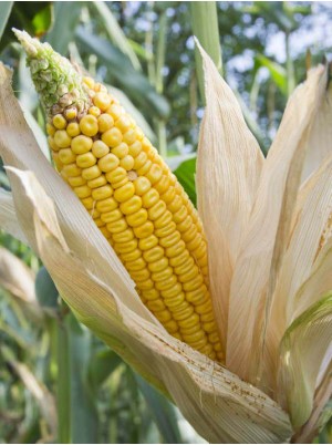 Epis de Mais doux frais Bio d'Alsace France- la pi&egrave;ce