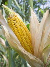 Epis de Mais doux frais Bio d'Alsace France- la pièce