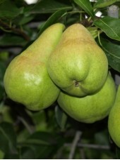 Poire william verte Bio France-500g 