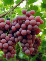Raisin crimson Bio sans pépins Bio d'Italie - 500g