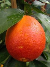 Orange Tarocco mi-sanguine Bio Italie -1kg 