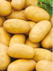 PDT nouvelle Lady Christel Bio France- 1kg (chair ferme)