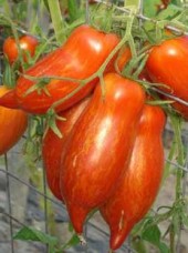 Tomate ancienne Bio striped roman de France- 500g