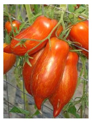 Tomate ancienne Bio striped roman de France- 500g