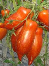 Tomate ancienne Bio striped roman de France- 500g