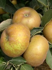Pomme Reinette grise du Canada Bio de France -1kg (compote, four)