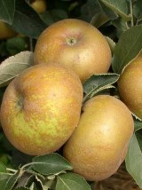 Pomme Reinette Canada Bio de France -1kg (compote, four)