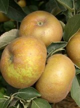 Pomme Reinette grise du Canada Bio de France -1kg (compote, four)