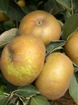 Pomme Reinette grise du Canada en conversion AB de France -1kg