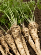 Persil racine tubéreux Bio de France -500g 