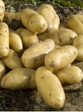 Pdt  Rate Bio d'Alsace -1kg 