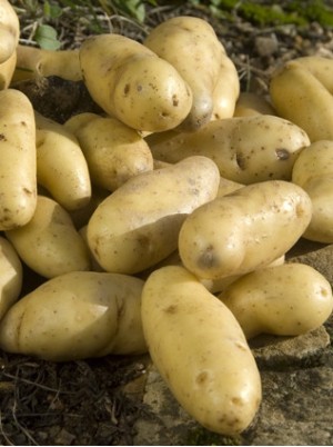 Pdt  Rate Bio d'Alsace -1kg 